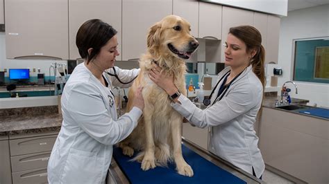 How much do vet techs make. Things To Know About How much do vet techs make. 